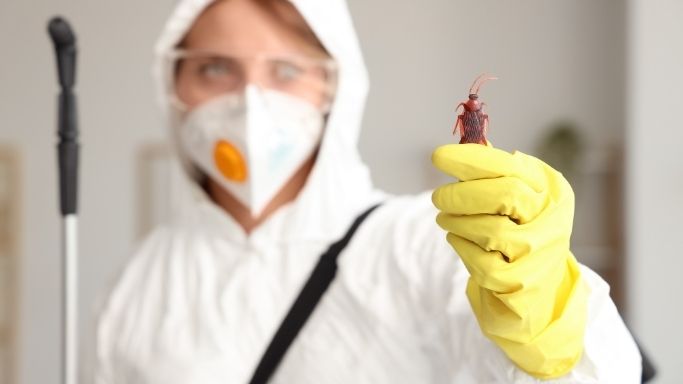 Traitement des cafards et blattes à Marmande     