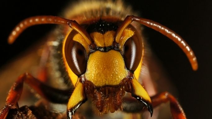 Destruction de nids de guêpes et frelons à Marmande               