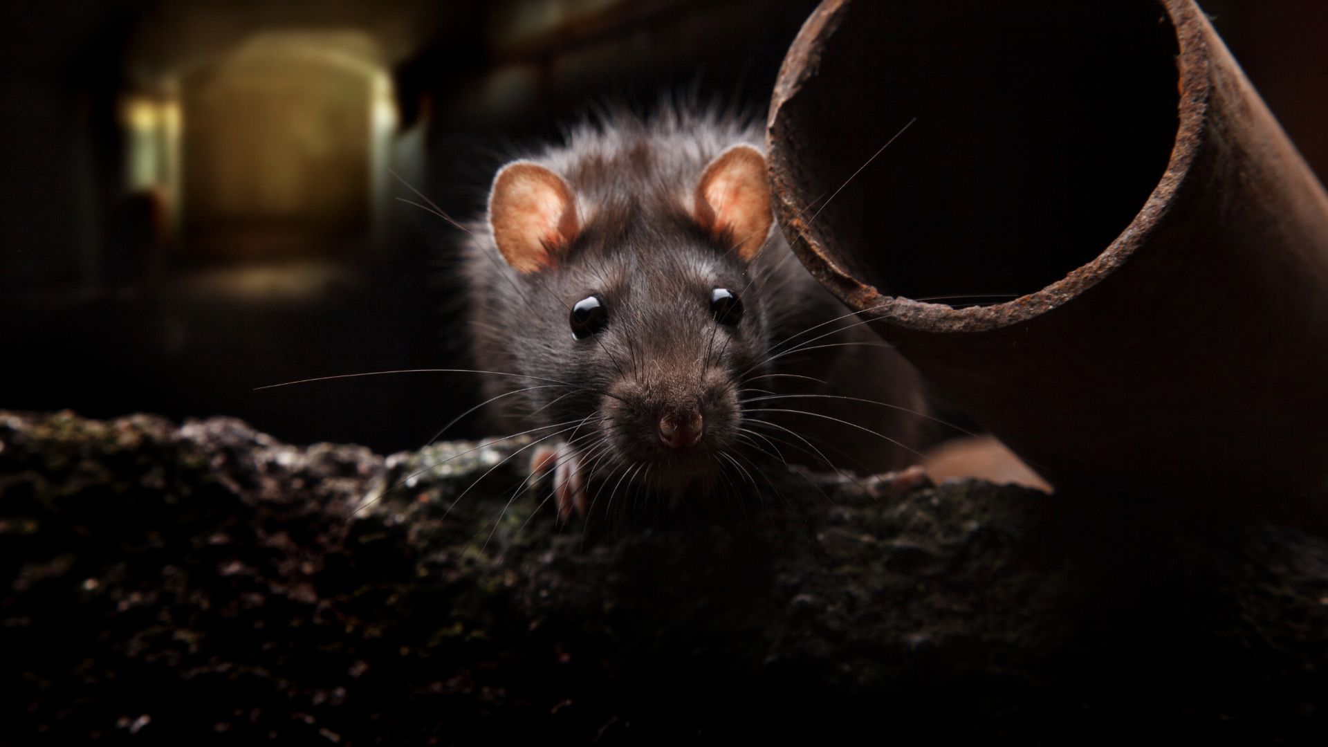 Dératisation – Lutte contre les rats et les souris
